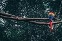 激战丛林2美国版，满天星下的足球盛宴