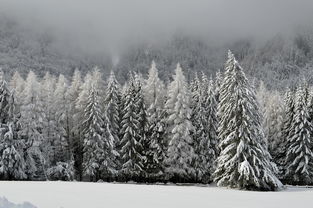 滑向冬日仙境，探访亚布力滑雪场的震撼瞬间